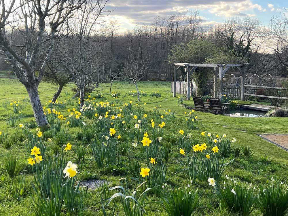 Garden and benches