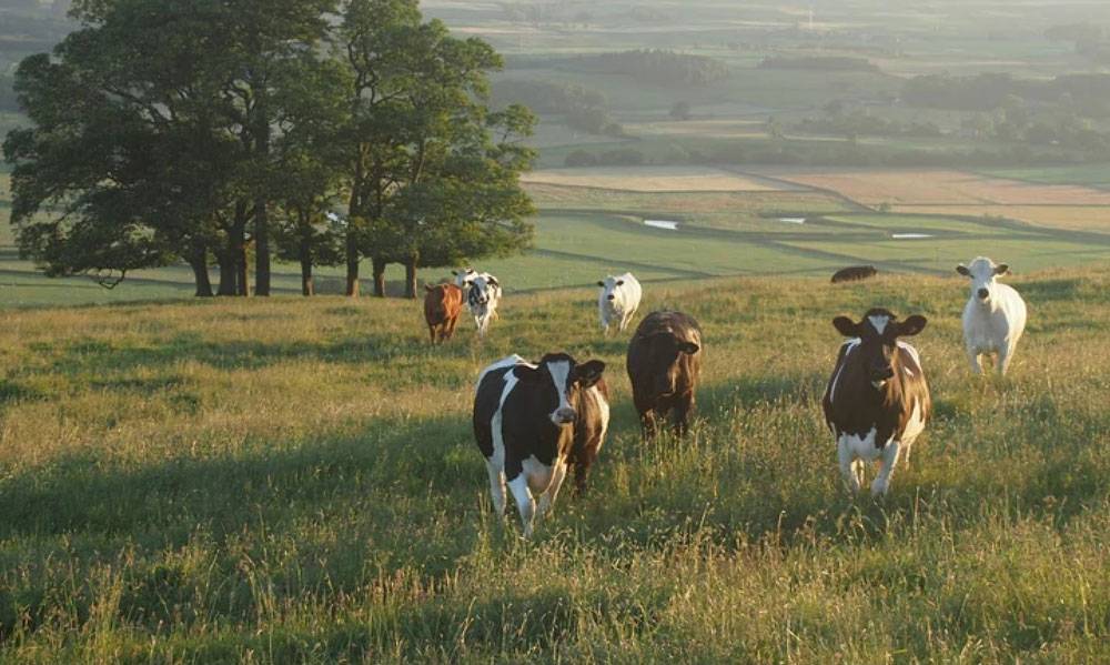 Cows in a field Cows in a field