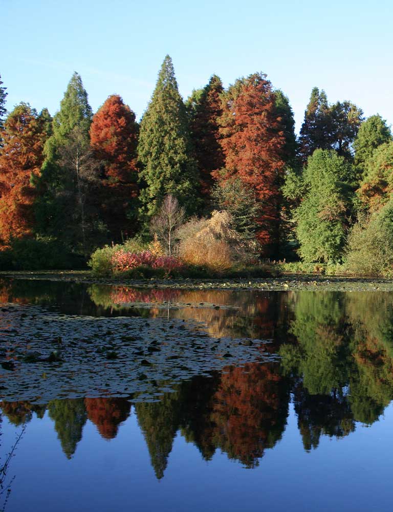 Bedgebury National Pinetum Autumn View Bedgebury National Pinetum