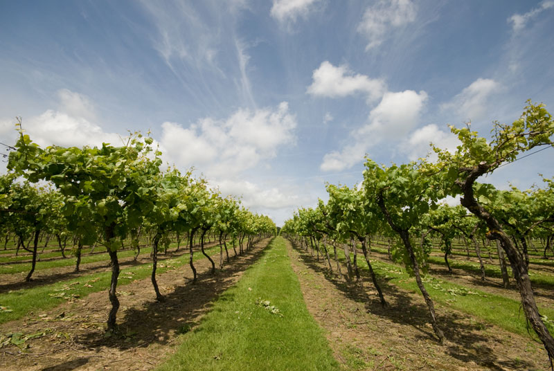 Biddenden-Vineyard-009