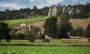 Bayham Abbey