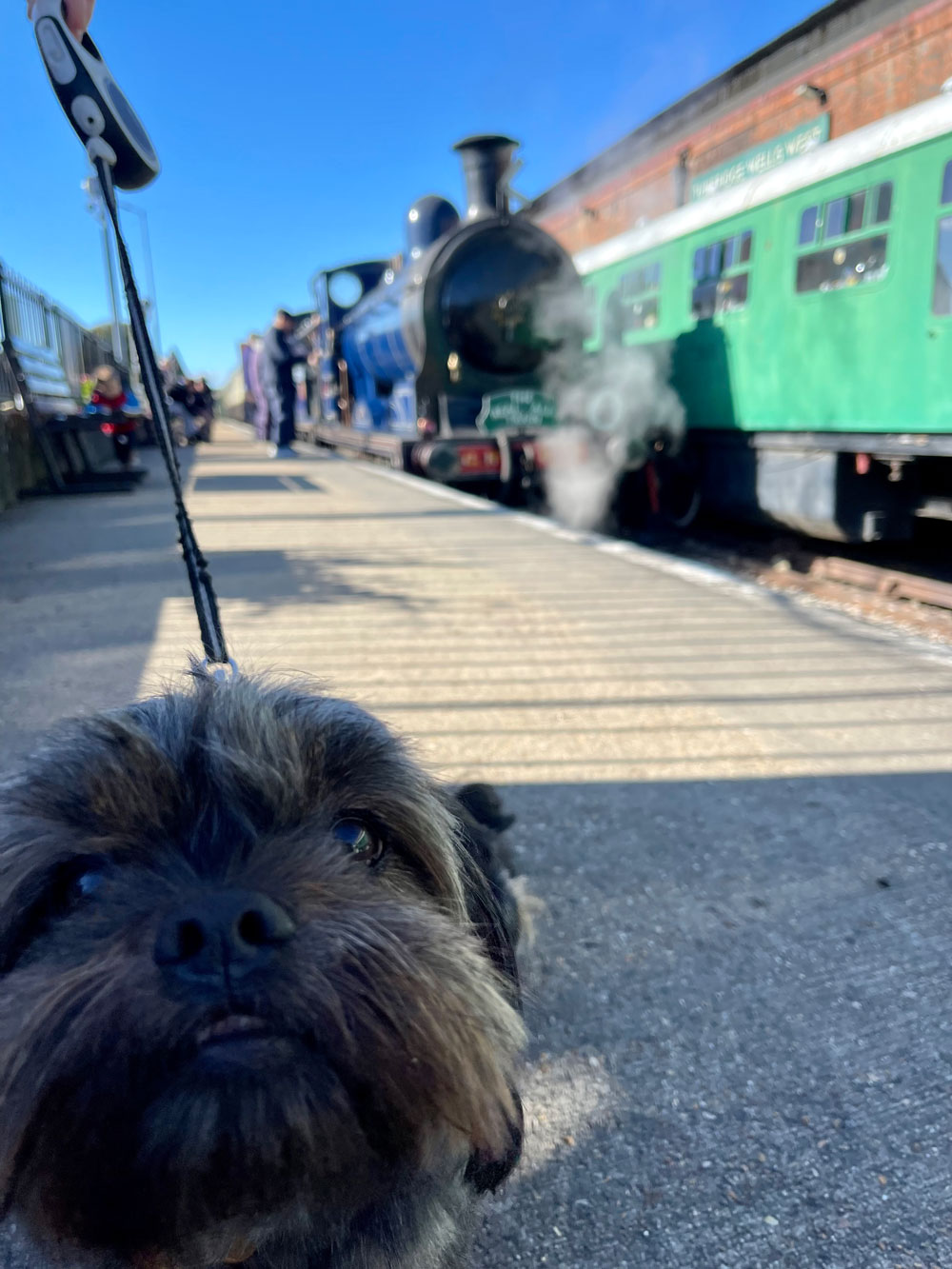 Dog-at-the-Spa-Valley