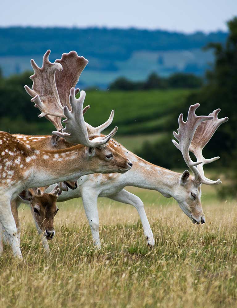 Knole-Park