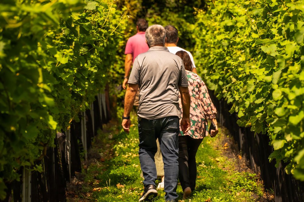 Sarah-Mott-photographer-Wildwood-Vinyard-Web-39