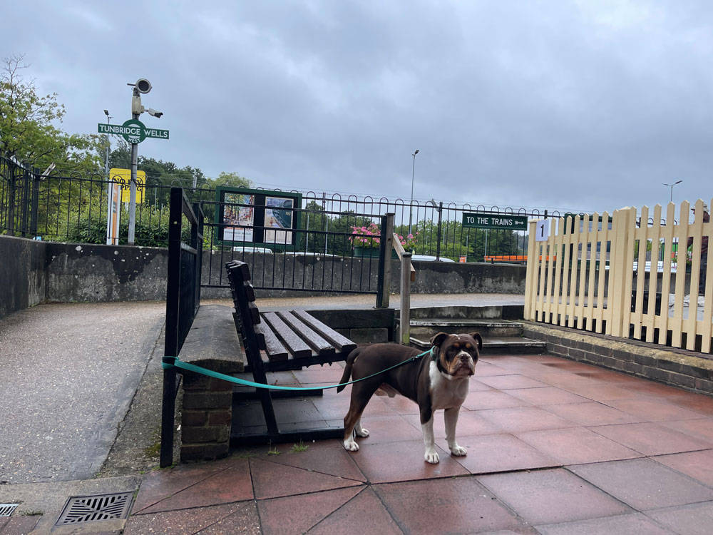 Spa-Valley-Dog-friendly