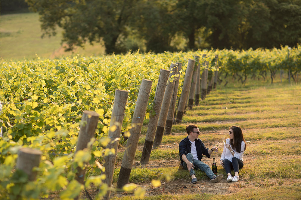 Vineyard tour Vineyard tour