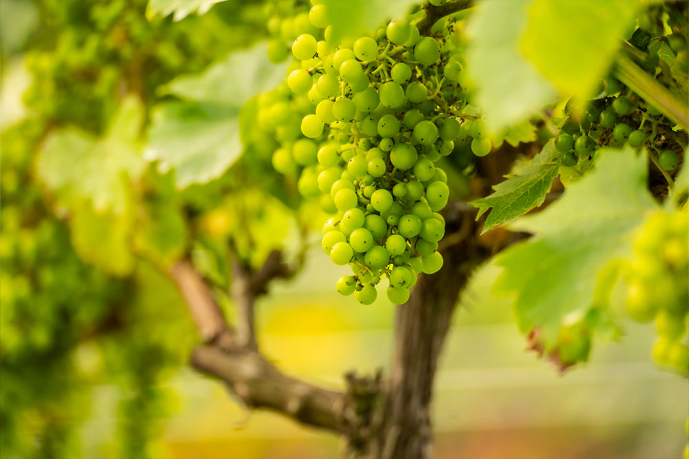 Wildwood Vineyard grapes Wildwood Vineyard grapes