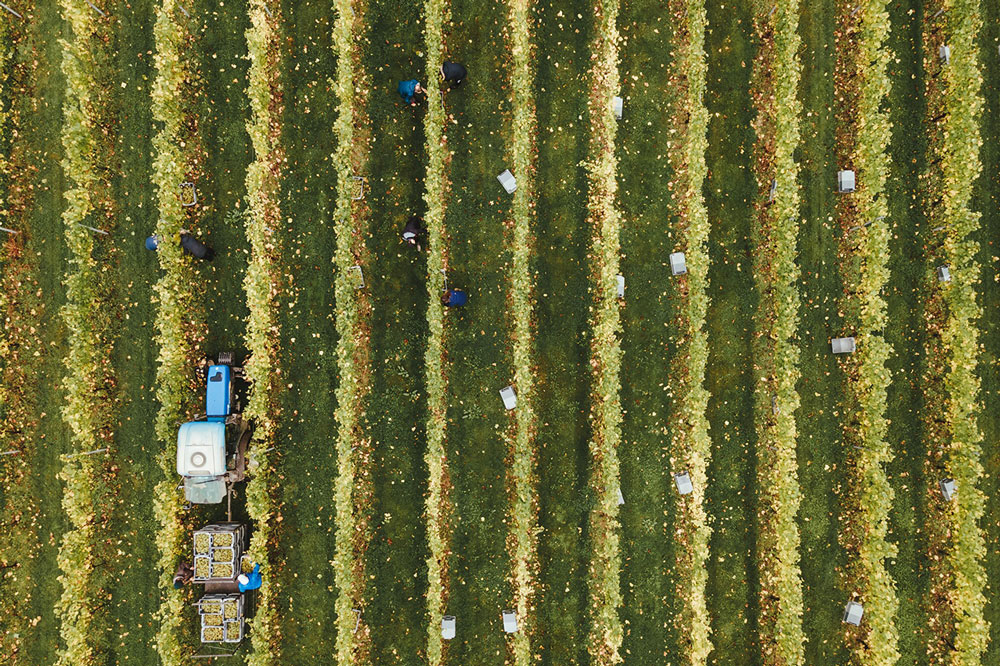 Vineyard-drone-view