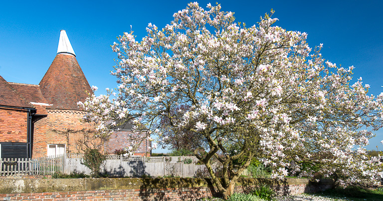 brenchley village country walk_spring_oast_blossom_DHY7896-Edit Brenchley blossom tree