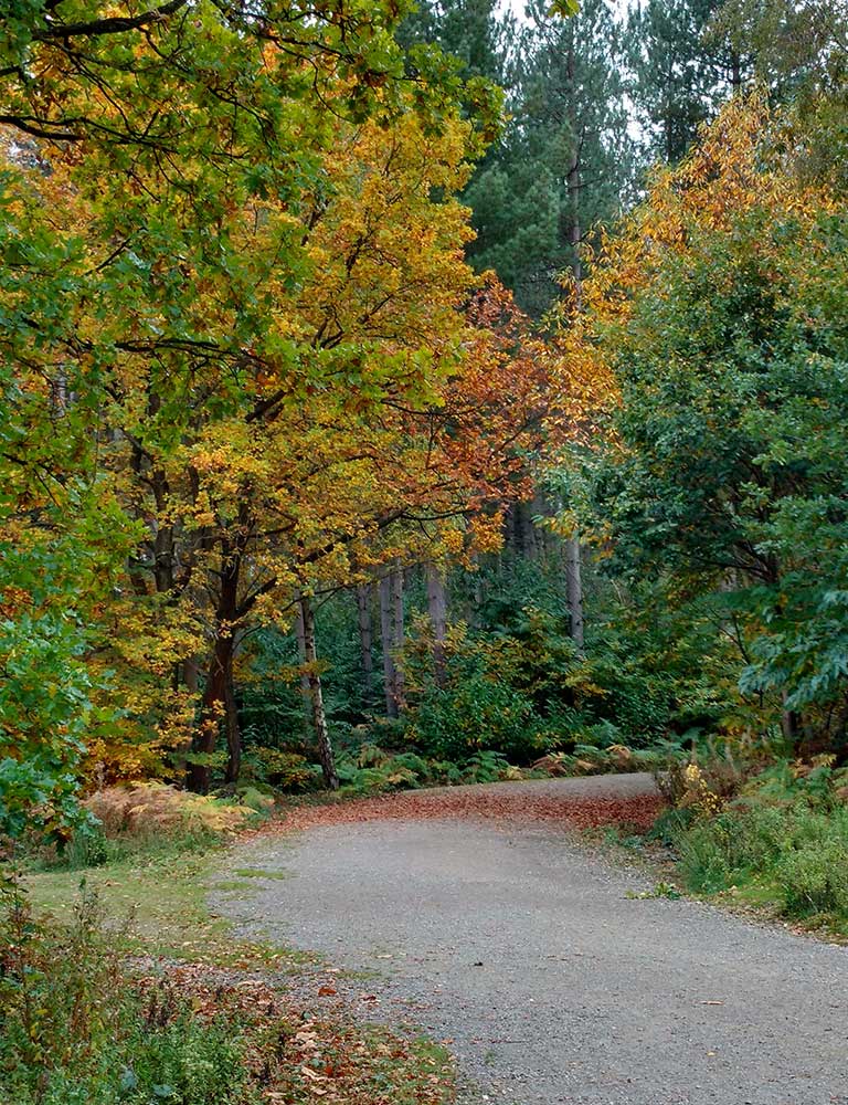 Hemsted Forest path in autumn