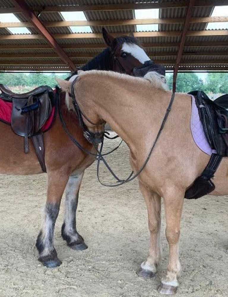 hemsted-horse-riding—village-pages