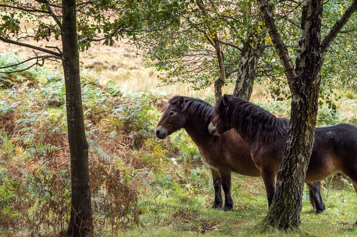 Ashdown-Forest-Horses