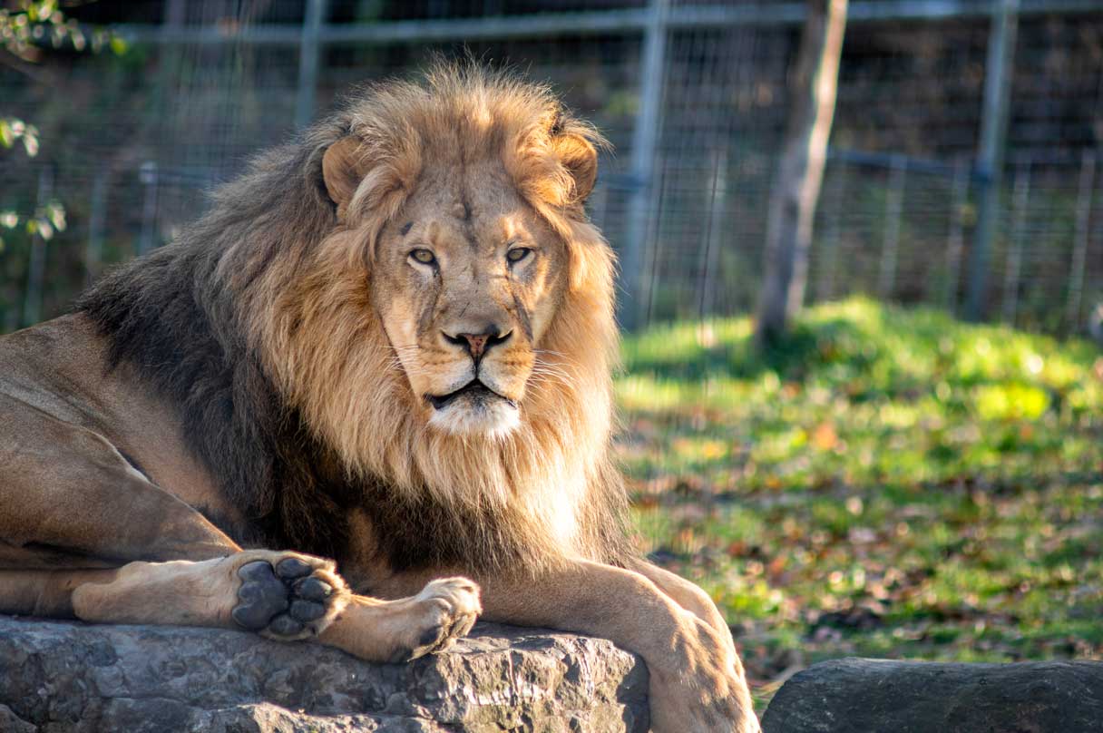 Big-Cat-Sanctuary