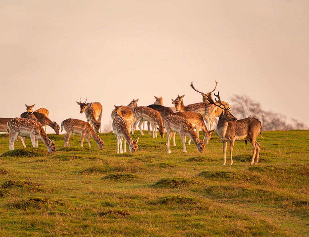 Deer-Herd-at-Knole