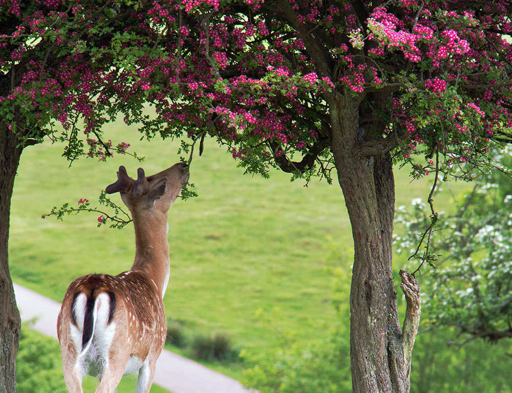 Deer-at-Knole-House