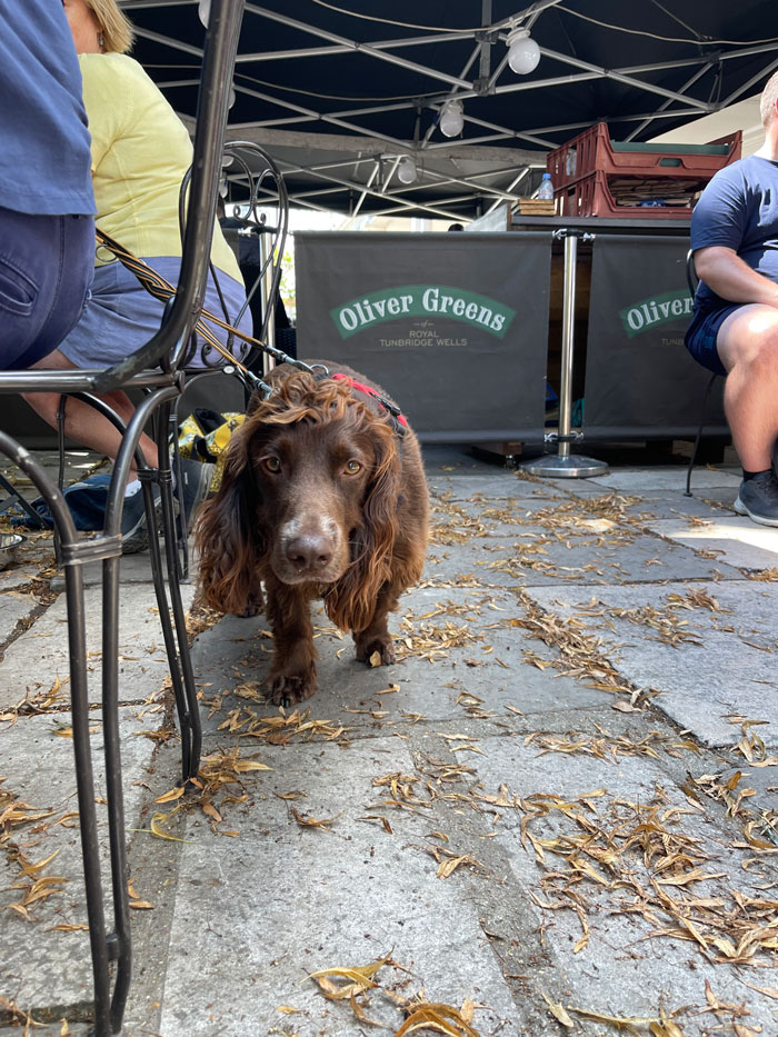 Dog-Pantiles