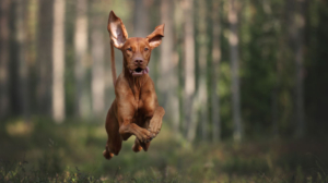 Dog running in the woods with his ears flapping