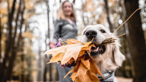 Dog with a mouthful of leaves