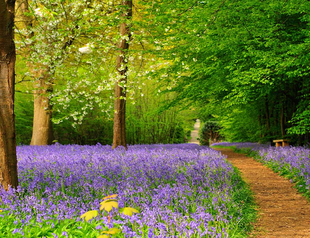 Hole-Park-Bluebells-wood