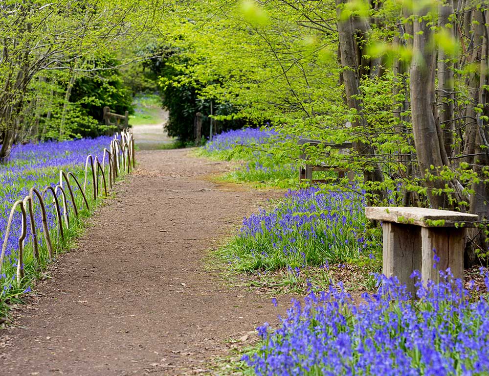 Hole-park-Bluebells