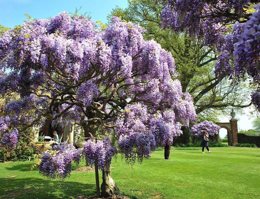 Hole-park-Wisteria