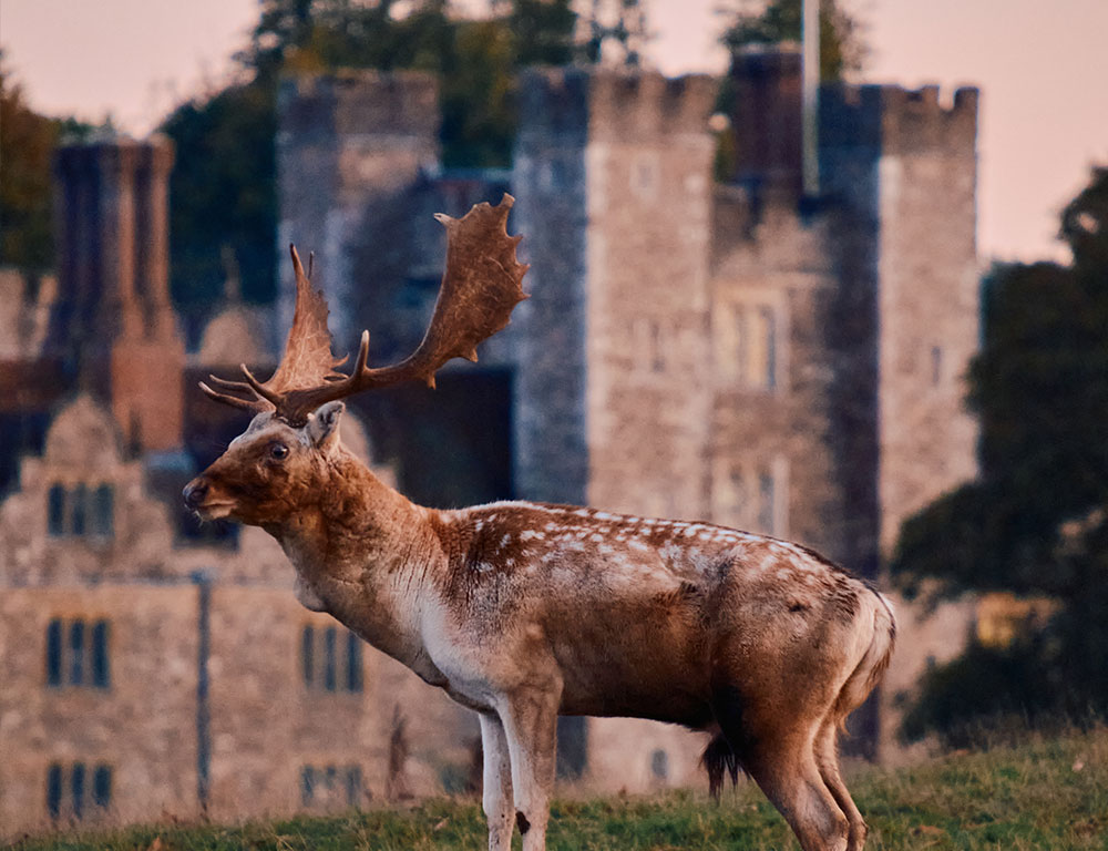 Knole-House-Deer