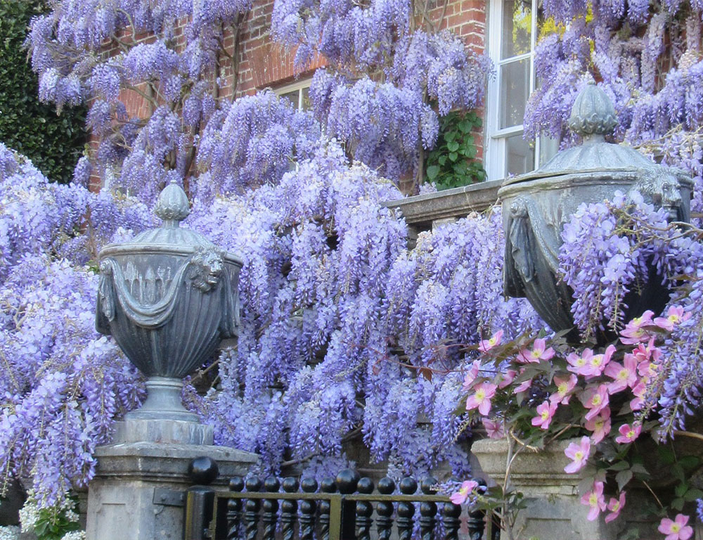 Pashely-Manor-Wisteria