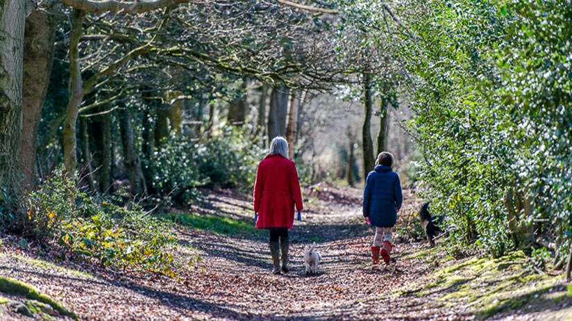 Lady and child walking through woods with a dog