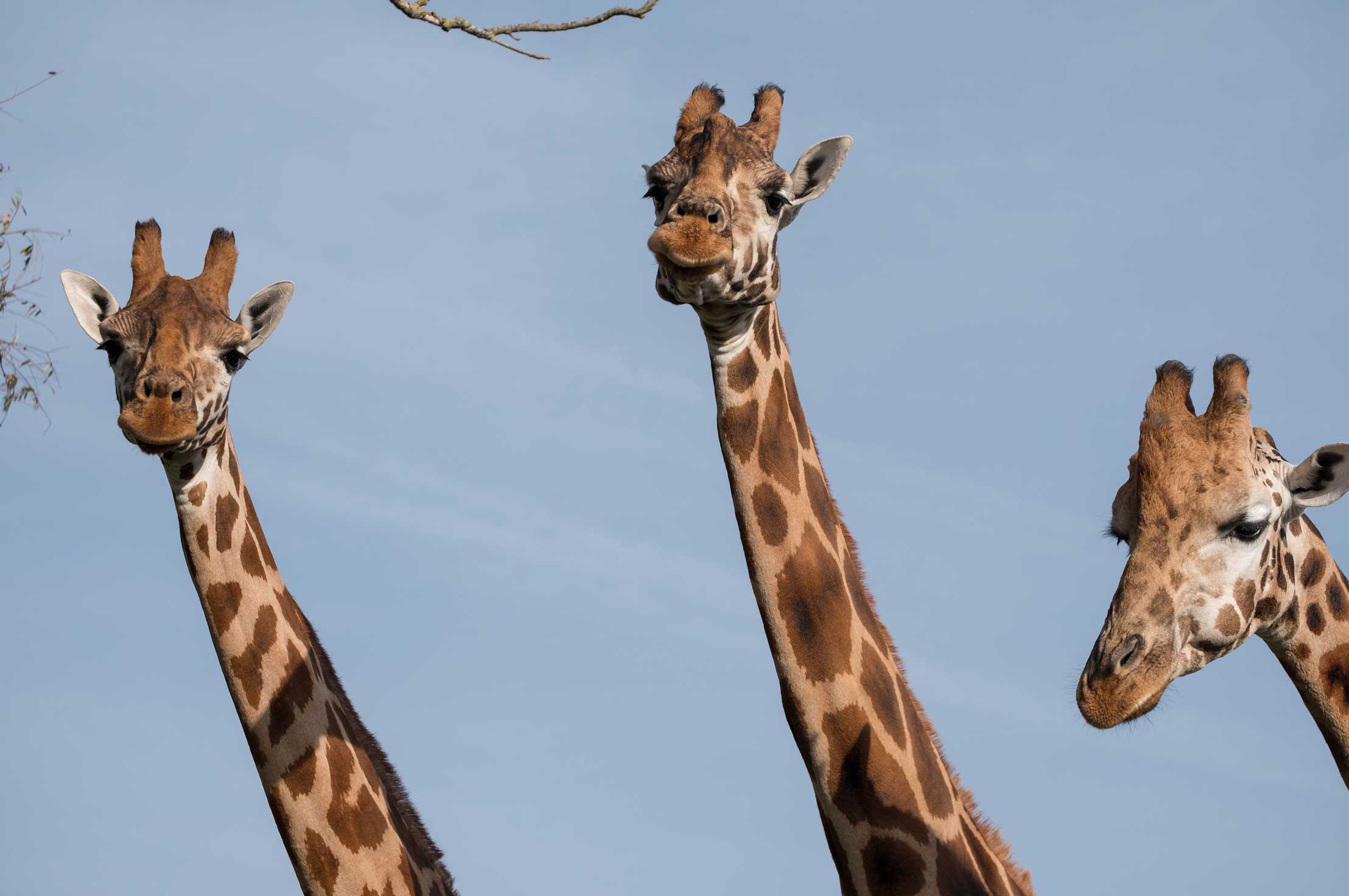 Port-Lympne-Safari-Park