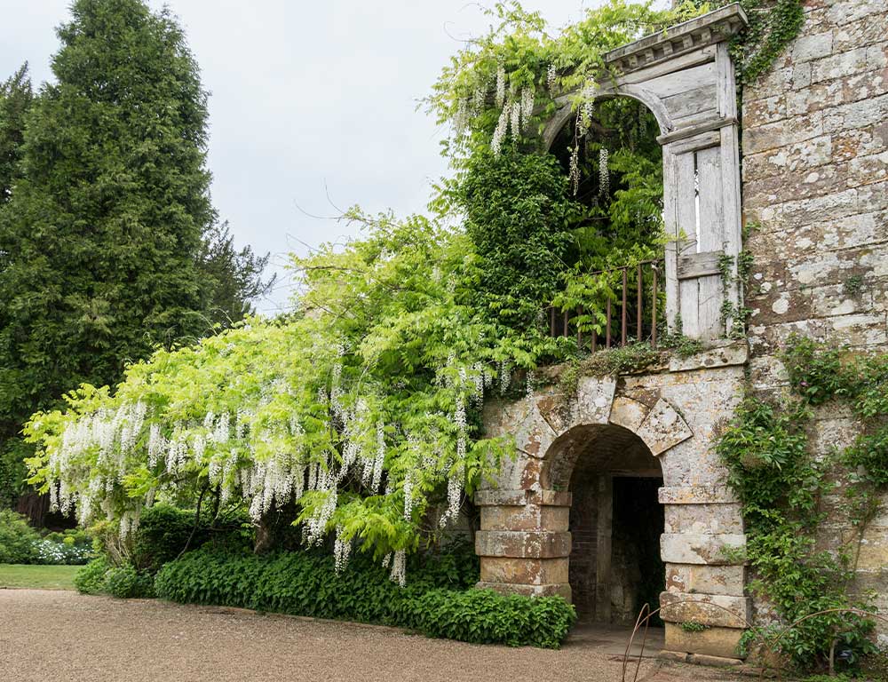 Scotney-Castle-Wisteria-Garden