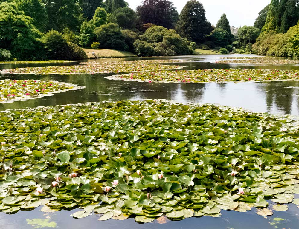 Sheffield-Park