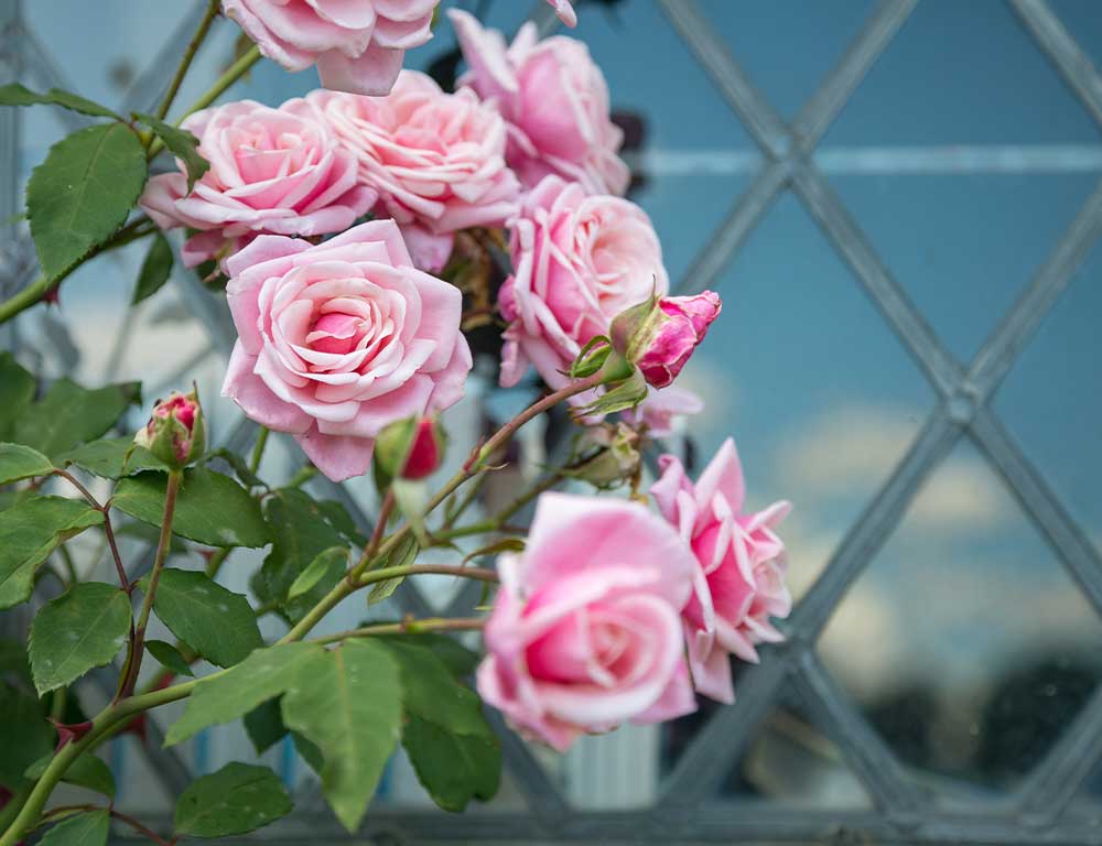 Sissinghurst-rose-garden