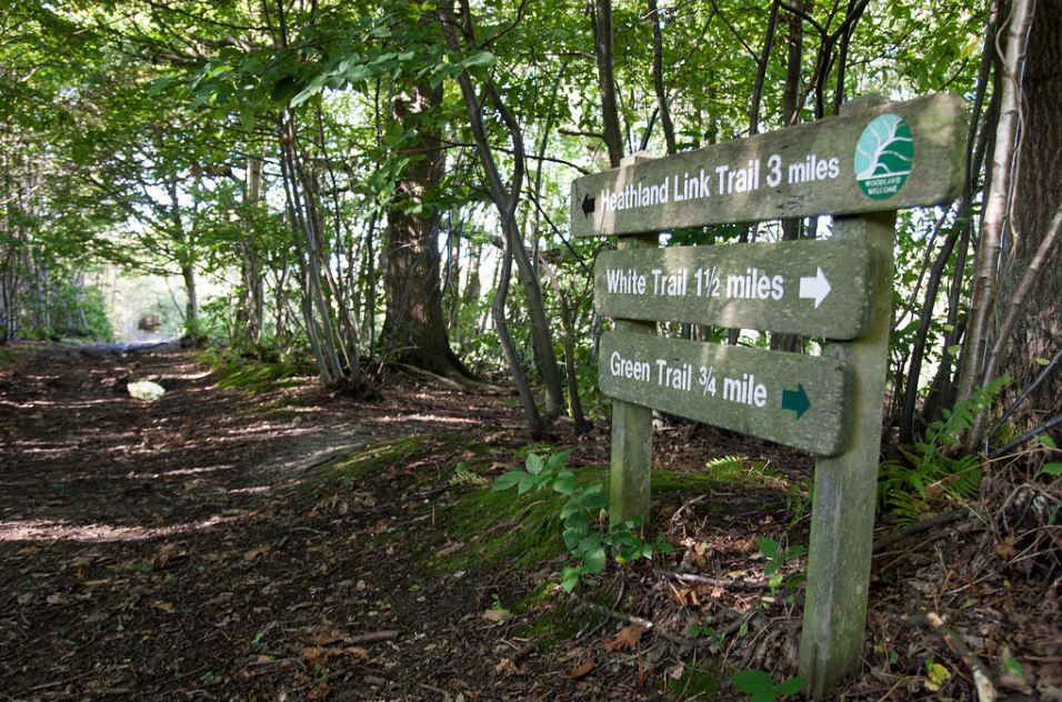 Tudeley Woods Tudeley Woods
