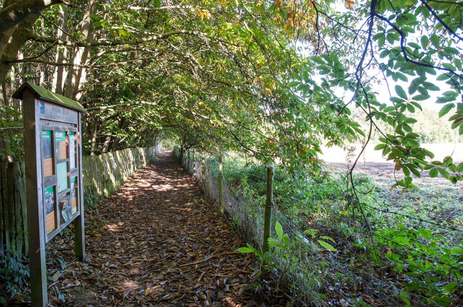 Tudeley Woods