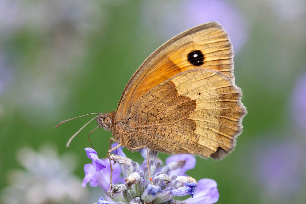 Butterfly Butterfly