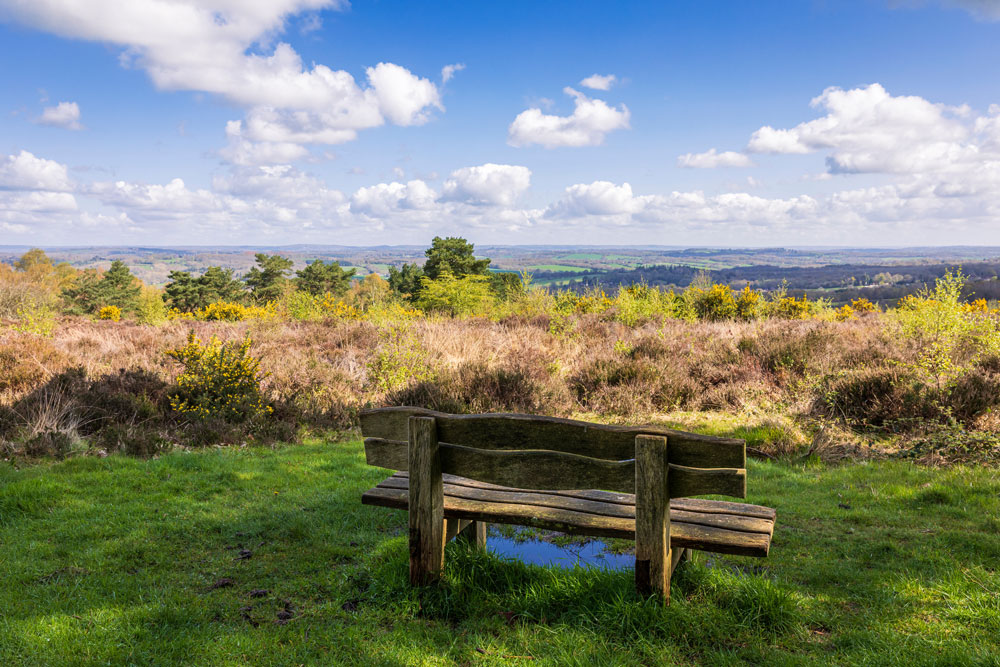 Ashdown Forest view