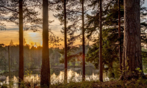 Bedgebury National Pinetum