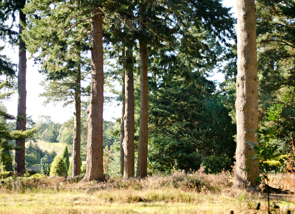 Bedgebury Pinetum Bedgebury Pinetum