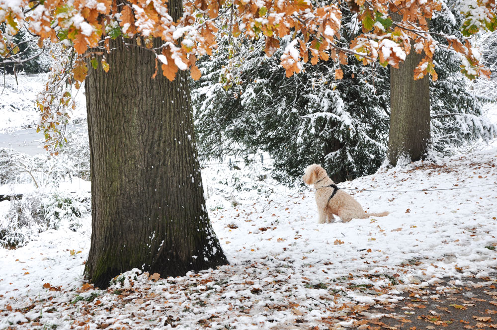 Winter woodland scene with a dog