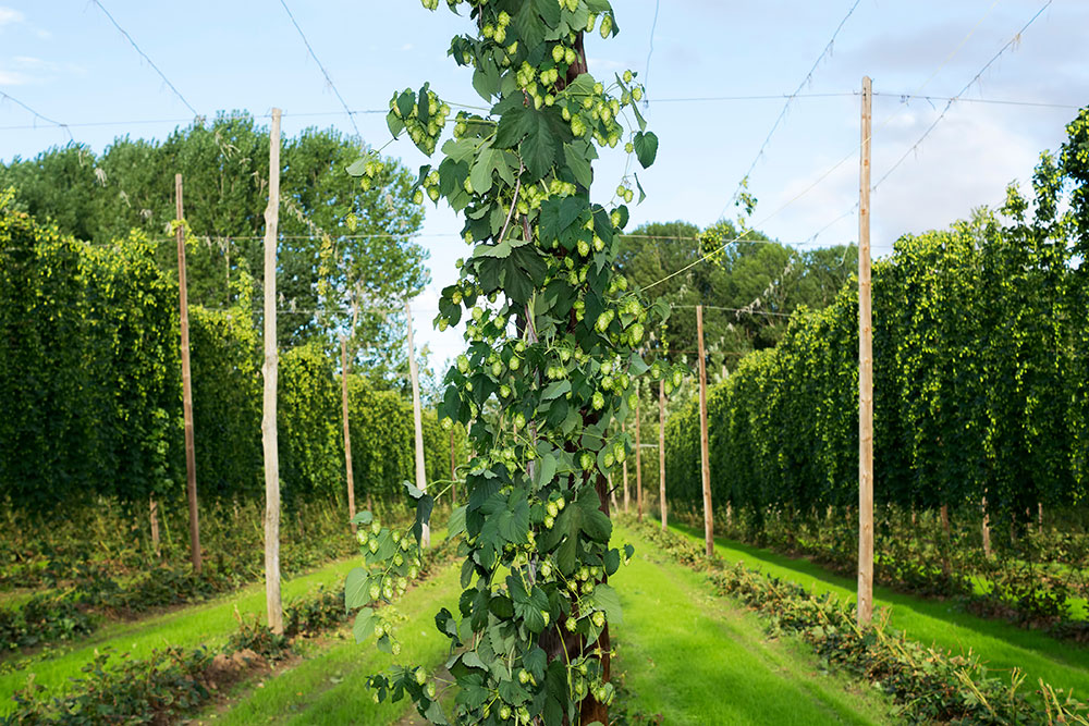 Hop vines Hop vines