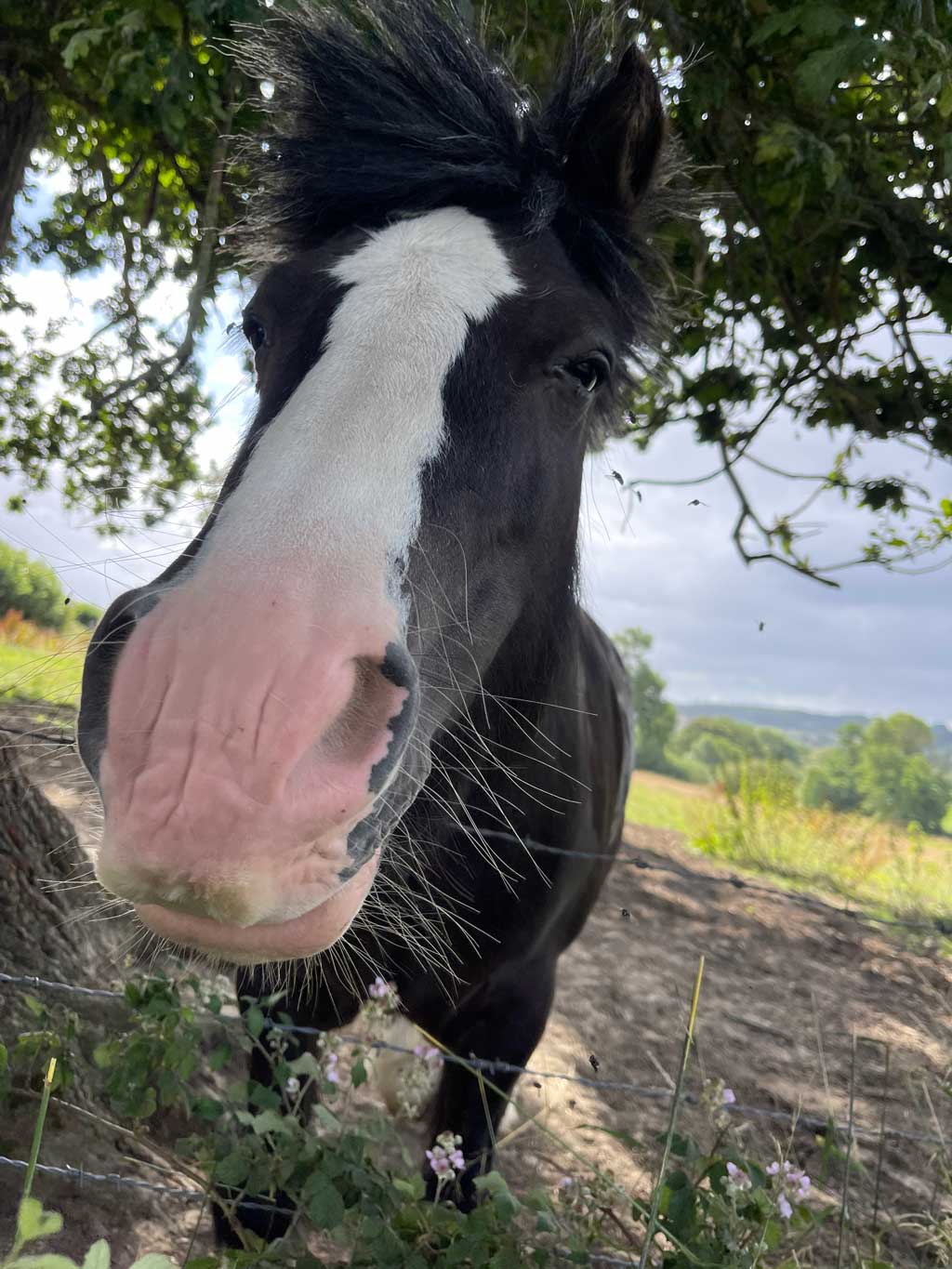 horse-at-golf