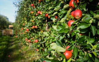 Apple orchard Apple orchard