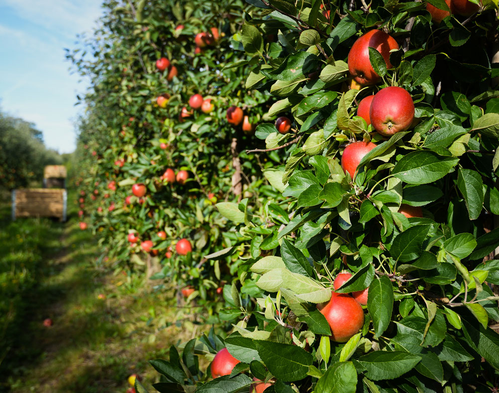 Apple orchard