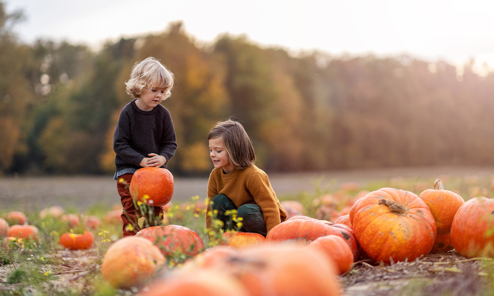 Pumpkin Picking (Autumn)