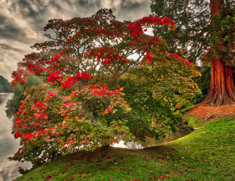 sheffield-park-autumn