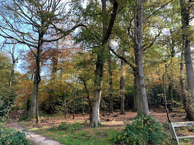 Sherwood lake & woodland