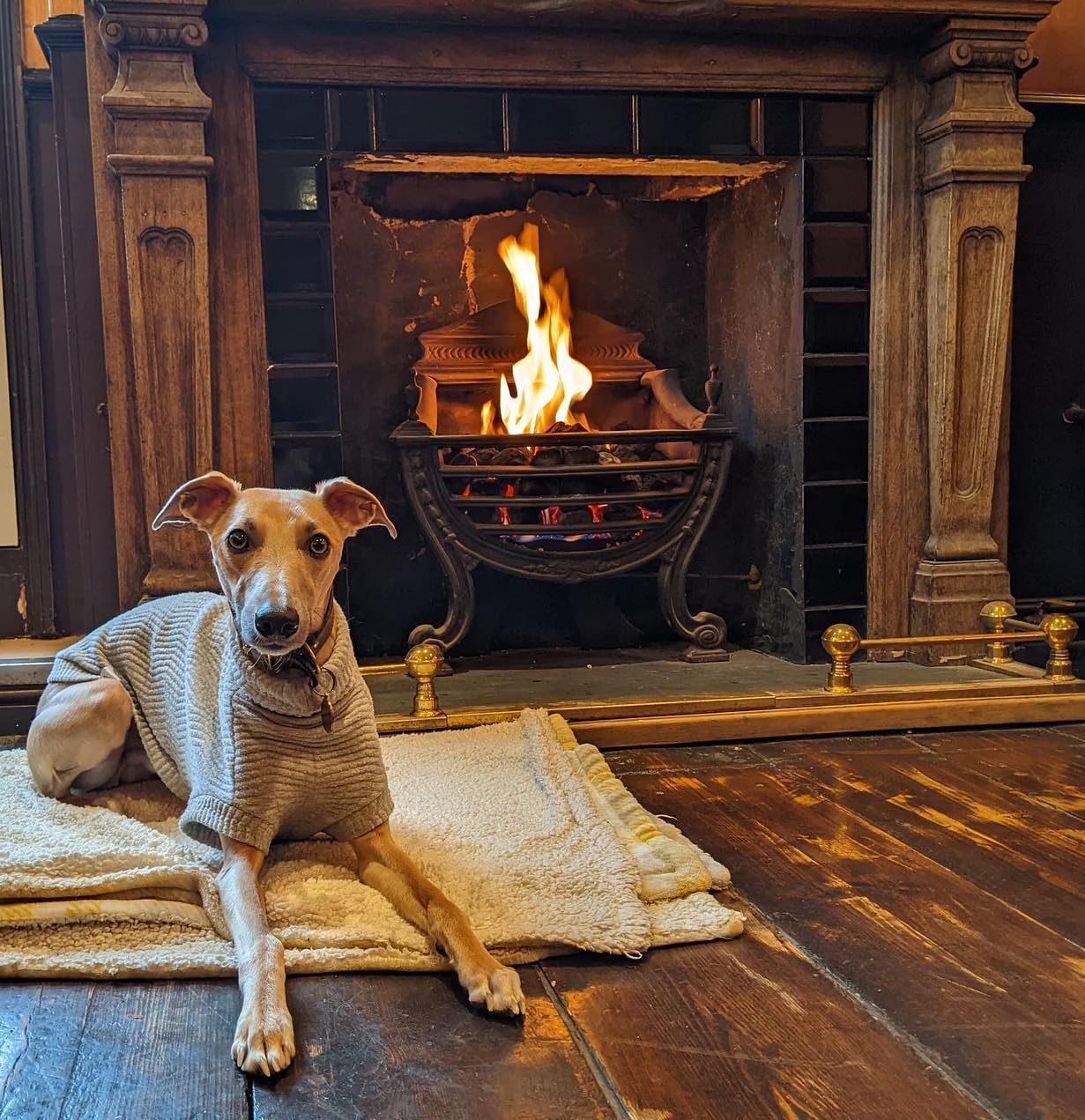 Dog at The Warren