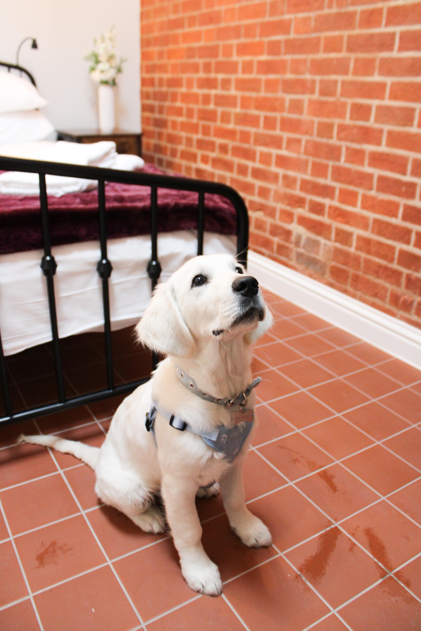 Dog friendly Salomons Estate