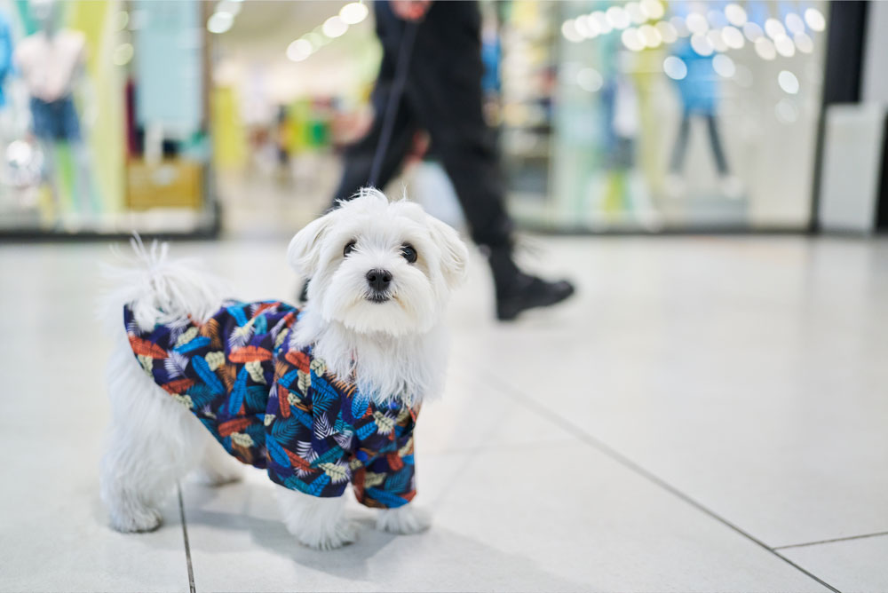 Dog-in-the-shopping-centre