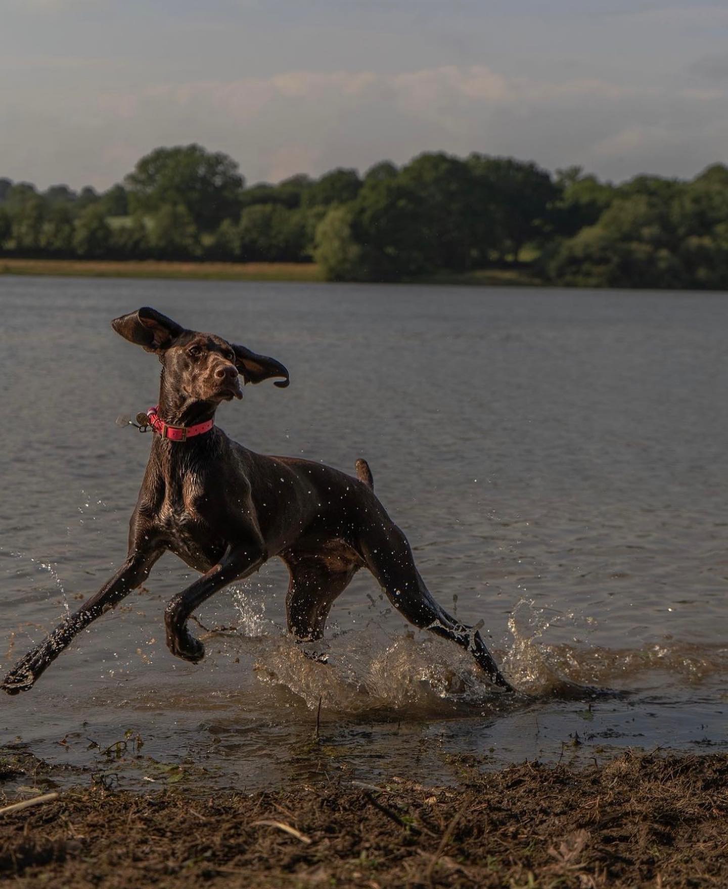 Dog in water at Bewl Water